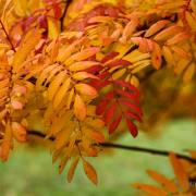 Herbst - Fotografin Jutta R. Buchwald
