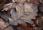 Herbst - Fotografin Jutta R. Buchwald
