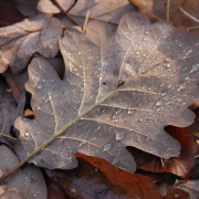 Herbst - Fotografin Jutta R. Buchwald