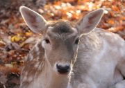 Herbst - Fotografin Nicole Gieseler