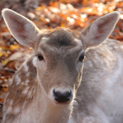 Herbst - Fotografin Nicole Gieseler