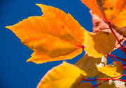 Herbst - Fotografin Nicole Gieseler