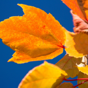 Herbst - Fotografin Nicole Gieseler
