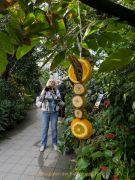 Schmetterlinge und Blüten - Palmengarten