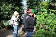 Schmetterlinge und Blüten - Palmengarten