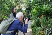 Schmetterlinge und Blüten - Palmengarten