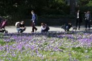 Schmetterlinge und Blüten - Palmengarten