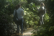 Schmetterlinge und Blüten - Palmengarten