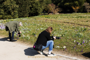 Schmetterlinge und Blüten - Palmengarten