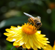 Bokeh - Fotograf Albert Wenz