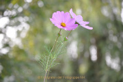 Bokeh - Fotograf Albert Wenz