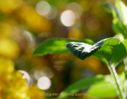 Bokeh - Fotografin Anne Jeuk