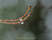 Bokeh - Fotografin Anne Jeuk