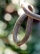 Bokeh - Fotografin Anne Jeuk