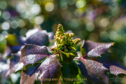 Bokeh - Fotograf Clemens Schnitzler