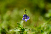 Bokeh - Fotograf Clemens Schnitzler