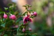 Bokeh - Fotograf Clemens Schnitzler