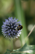 Bokeh - Fotograf Clemens Schnitzler