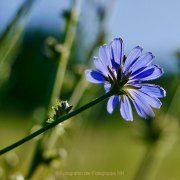 Bokeh - Fotograf Henry Mann