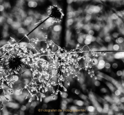 Bokeh - Fotografin Jutta R. Buchwald