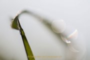 Bokeh - Fotografin Jutta R. Buchwald
