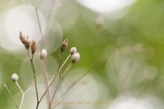 Bokeh - Fotografin Jutta R. Buchwald