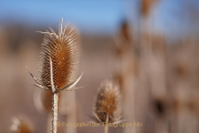 Bokeh - Fotograf Thomas Stähler