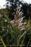 Bokeh - Fotograf  Werner Ch. Buchwald