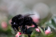 Bokeh - Fotograf  Werner Ch. Buchwald