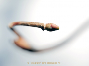Monatsthema Natur abstrakt - Fotografin Anne Jeuk