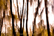 Monatsthema Natur abstrakt - Fotografin Anne Jeuk