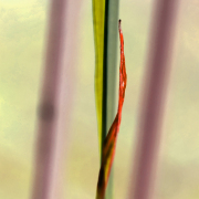 Monatsthema Natur abstrakt - Fotografin Anne Jeuk