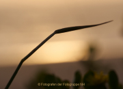 Monatsthema Natur abstrakt - Fotografin Anne Jeuk