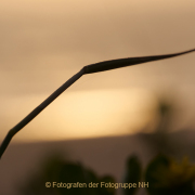 Monatsthema Natur abstrakt - Fotografin Anne Jeuk