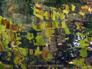 Monatsthema Natur abstrakt - Fotografin Anne Jeuk