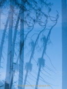 Monatsthema Natur abstrakt - Fotografin Anne Jeuk