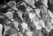Monatsthema Natur abstrakt - Fotografin Anne Jeuk