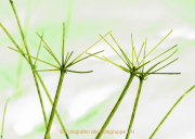 Monatsthema Natur abstrakt - Fotografin Anne Jeuk