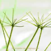 Monatsthema Natur abstrakt - Fotografin Anne Jeuk
