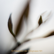 Monatsthema Natur abstrakt - Fotografin Jutta R. Buchwald