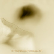 Monatsthema Natur abstrakt - Fotografin Jutta R. Buchwald