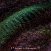 Monatsthema Natur abstrakt - Fotografin Jutta R. Buchwald