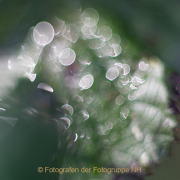 Monatsthema Natur abstrakt - Fotografin Jutta R. Buchwald