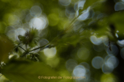 Monatsthema Natur abstrakt - Fotografin Jutta R. Buchwald