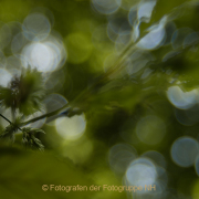Monatsthema Natur abstrakt - Fotografin Jutta R. Buchwald