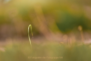 Monatsthema Natur abstrakt - Fotografin Jutta R. Buchwald