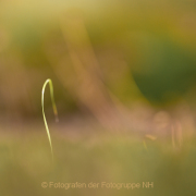 Monatsthema Natur abstrakt - Fotografin Jutta R. Buchwald