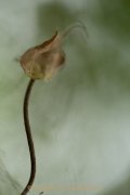 Monatsthema Natur abstrakt - Fotografin Jutta R. Buchwald