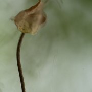 Monatsthema Natur abstrakt - Fotografin Jutta R. Buchwald