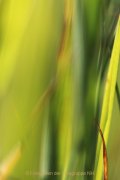 Monatsthema Natur abstrakt - Fotografin Jutta R. Buchwald